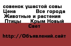 совенок ушастой совы › Цена ­ 5 000 - Все города Животные и растения » Птицы   . Крым,Новый Свет